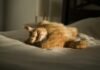 Restful Nights, Productive Days: A Real-World Guide to Better Sleep Quality An orange cat laying on top of a bed