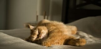 Restful Nights, Productive Days: A Real-World Guide to Better Sleep Quality An orange cat laying on top of a bed