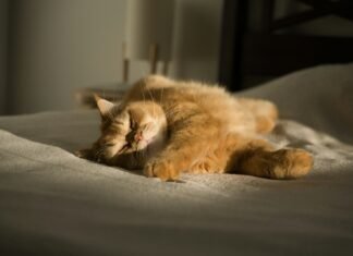 Restful Nights, Productive Days: A Real-World Guide to Better Sleep Quality An orange cat laying on top of a bed
