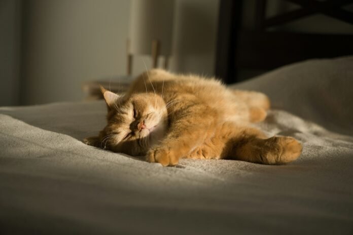 An orange cat laying on top of a bed