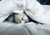 Clocking Out Right: Unlocking the Power of Sleep Timing for a Healthier, Happier You white cat sleeps under white comforter