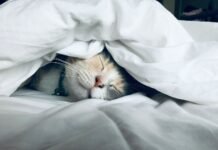 Clocking Out Right: Unlocking the Power of Sleep Timing for a Healthier, Happier You white cat sleeps under white comforter