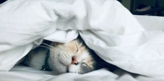 Clocking Out Right: Unlocking the Power of Sleep Timing for a Healthier, Happier You white cat sleeps under white comforter