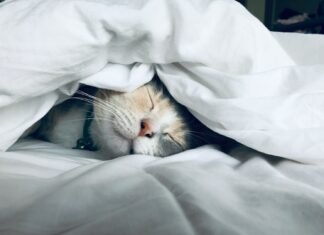 Clocking Out Right: Unlocking the Power of Sleep Timing for a Healthier, Happier You white cat sleeps under white comforter